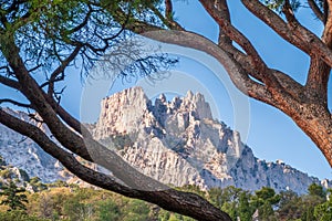 Intricately curved, tangled pine trunks and branches illuminated by the sun