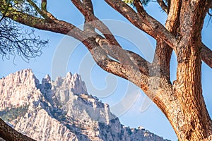 Intricately curved, tangled pine trunks and branches illuminated by the sun