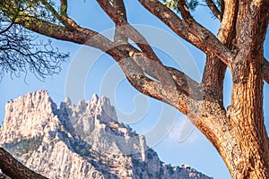 Intricately curved, tangled pine trunks and branches illuminated by the sun