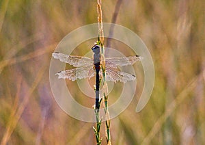 Intricately Detailed Dragonfly on Bokeh