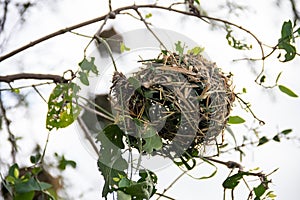 An intricately woven nest, meticulously crafted from dry grass and branches, rests snugly amidst the African savannah