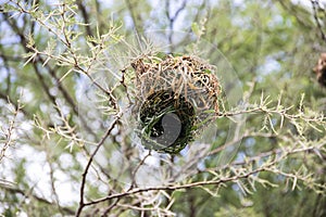 An intricately woven nest, meticulously crafted from dry grass and branches, rests snugly amidst the African savannah