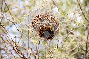 An intricately woven nest, meticulously crafted from dry grass and branches, rests snugly amidst the African savannah