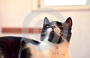 Intrigued black-and-white cat with funny whiskers looking up