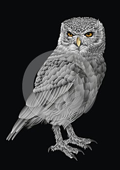 Intrigued silver owl photo