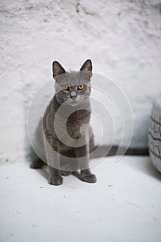 Intriguing Gaze: Sitting Russian Blue Cat
