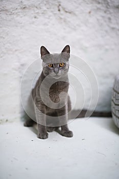 Intriguing Gaze: Sitting Russian Blue Cat