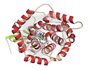 Intrinsic factor (IF) protein. Glycoprotein produced in the stomach, necessary for absorption of vitamin B12 (cobalamin). 3D