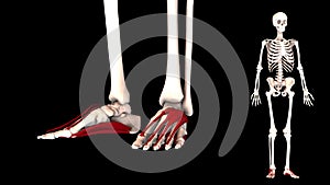 Intrinsic muscle of foot - real color - 3D model