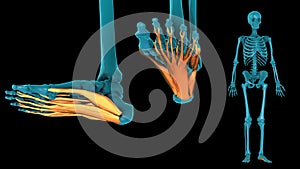 Intrinsic muscle of plantar part of foot - 3D model