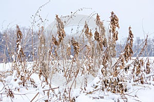 Introduced grasses and dandelions under melted snow