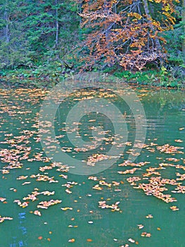 Introduced leaves floating on the surface of the water.