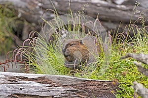 Introduced North American Beaver in Tierra del Fuego