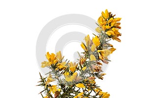 Introduced to NZ gorse is an invasive plant species requiring chemical and biological control steps.