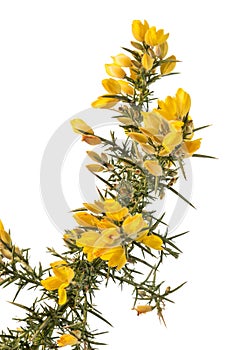 Introduced to NZ gorse is an invasive plant species requiring chemical and biological control steps.
