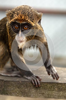 Introducing the Enigmatic Brazza's Monkey