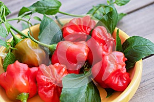 Introducing the Mat Hatter! Peppers That Will Make You Smile.