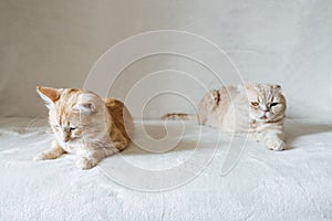 Introducing Two Cats. Adopt a Second Cat. Adding a second cat to your household. Peaceful multi-cat home companions