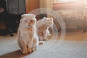 Introducing Two Cats. Adopt a Second Cat. Adding a second cat to your household. Peaceful multi-cat home companions, playmates