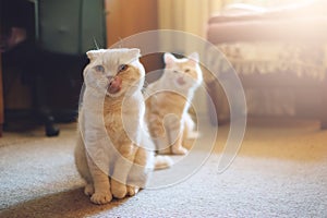 Introducing Two Cats. Adopt a Second Cat. Adding a second cat to your household. Peaceful multi-cat home companions, playmates