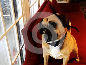 An introspective puggle looking outside