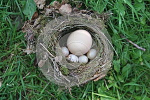 Intruder in the nest photo