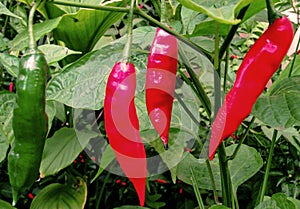 An Intruder into the Red Pepper`s Rendezvous or The Importance of Inclusion