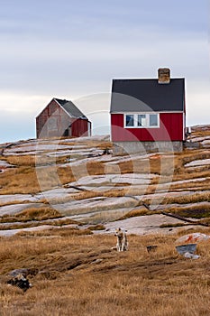 The Inuit husky dog sits on a hill in front of wooden houses of Ilulissat,