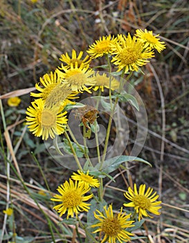 Inula blooms in the wild in summer