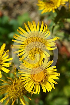 Inula blooms in the wild in summer