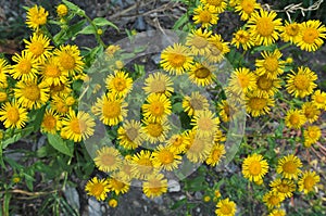 Inula blooms in the wild in summer