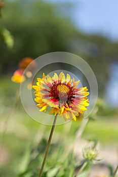 Inula britannica