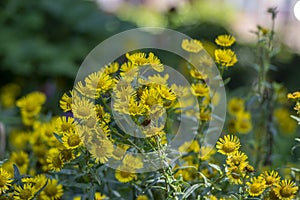 Inula britannica british yellowhead meadow fleabane flowers in bloom, yellow autumnal flowerin plant