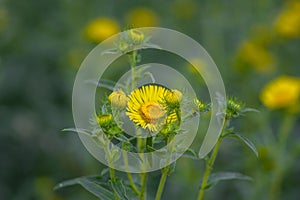 Inula britannica british yellowhead meadow fleabane flowers in bloom, yellow autumnal flowerin plant