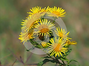 Inula britannica flowers known also as British yellowhead or meadow fleabane