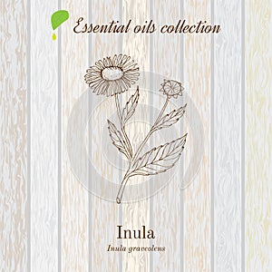 Inula, essential oil label, aromatic plant