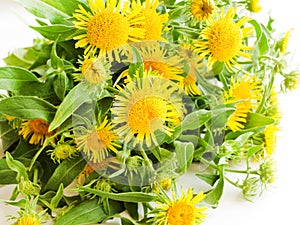 Inula flowers on white