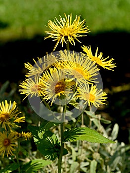 Inula Helenium