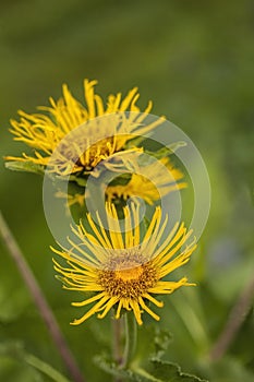 Inula helenium