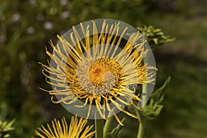 Inula helenium Elecampane blossoming