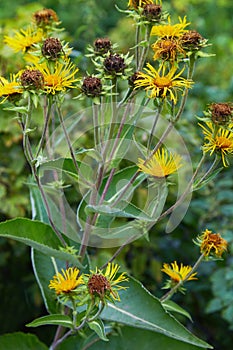 Inula helenium or horse-heal or elfdock. Blossoming Inula high Inula helenium, Elecampane.