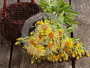 Inula helenium or horse-heal or elfdock yellow flowers with green on wooden background. Medical plant contains a lot of