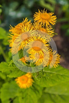 Inula helenium or horse healing or elfdoc many yellow flowers with green. Elecampane