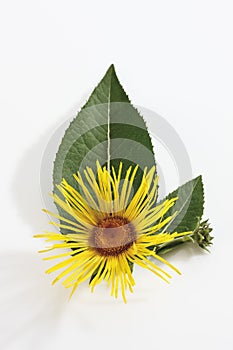 Inula (Inula) flower with leaves