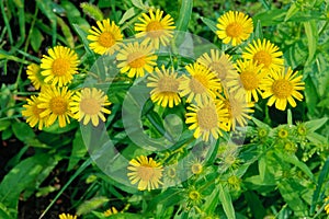 Inula japonica