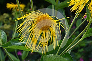 Inula Magnifica `Sonnenstrahl`, Hilliers Gardens, Romsey, Hampshire, England, UK