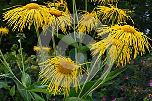 Inula Magnifica `Sonnenstrahl`, Hilliers Gardens, Romsey, Hampshire, England, UK