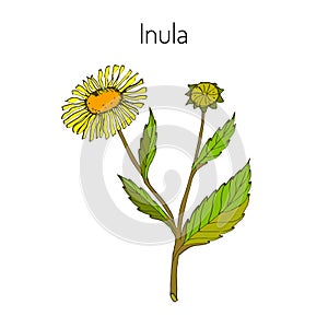 Inula. Vector illustration