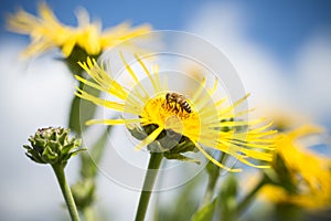 Inula yellow flowers pollinated by honey bees