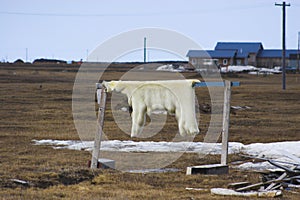 Inupiat Culture